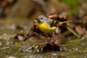 Bird,On,The,Background,Of,A,Mountain,Stream.,Grey,Wagtail